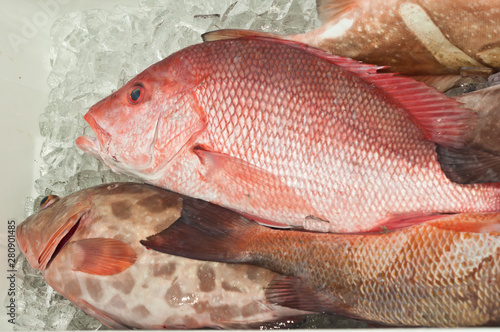 Top view, close distance of caught, freh red snapper fish on ice for trip to land from gulf of Mexico