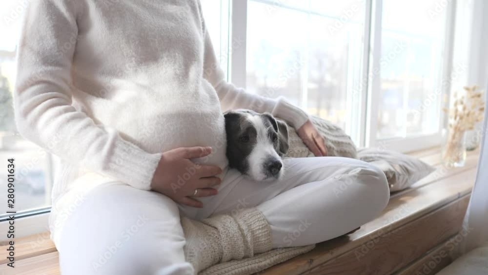Pregnant Woman Relaxing At Home With Her Dog. Closeup.