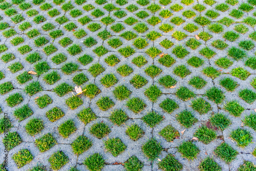 Grass And Pervious Pavement photo