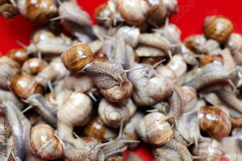 Snails closeup on red background. Many lively crawling garden snails with large shells