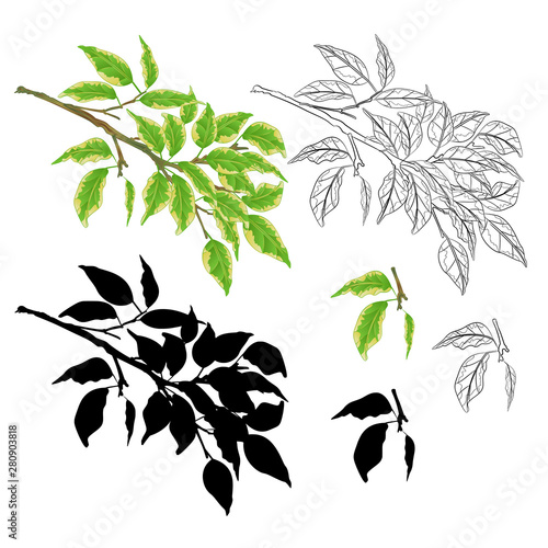 Tvig tropical plant  Ficus benjamina Variegated Ficus  natural and outline and silhouette on a white background vintage vector illustration  editable hand draw