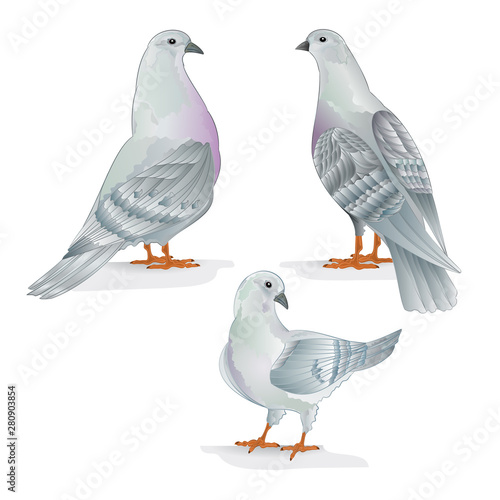 Carriers pigeons domestic breeds sports birds vintage hand draw set one vector  animals illustration for design