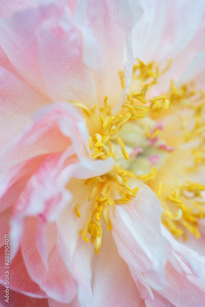 Peonies pastel pink color close-up. Peony petals.