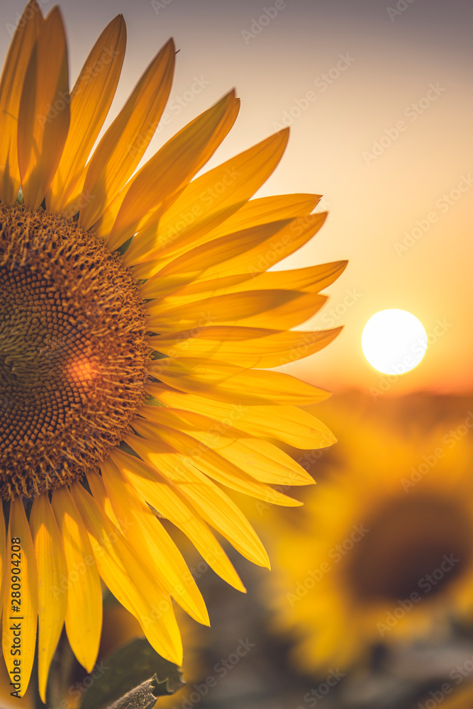 Obraz premium Tramonto in un campo di Girasoli nel bel mezzo della bellissima Toscana, in Italia
