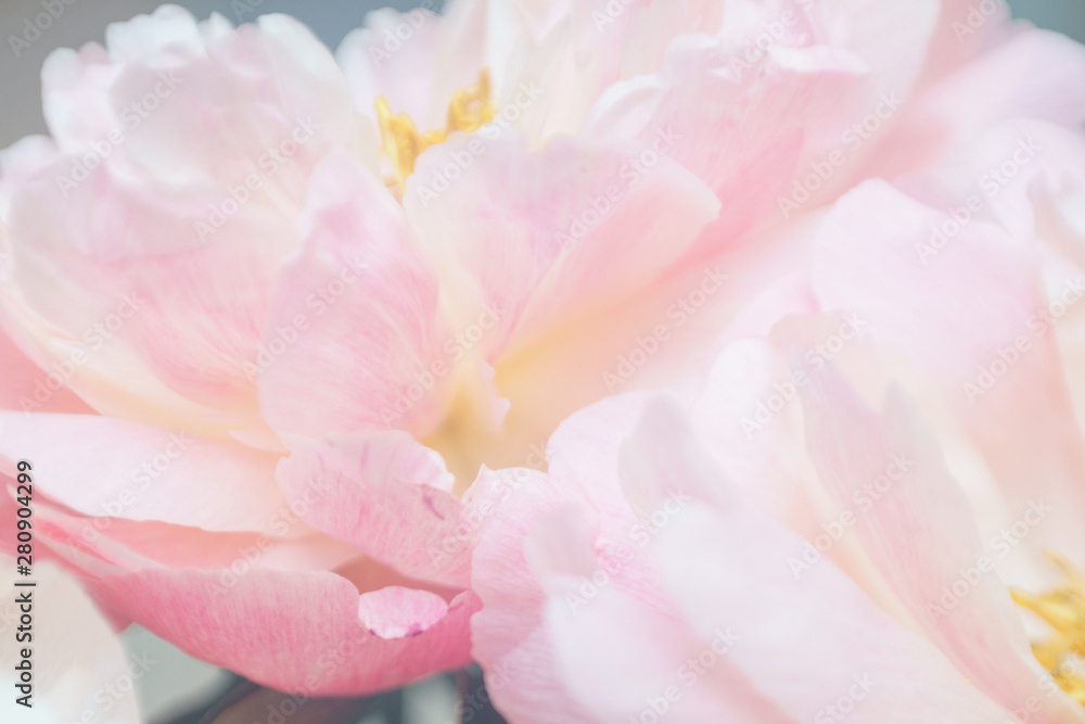 Peonies pastel pink color close-up. Peony petals. Peonies pastel pink color close-up. Peony petals.