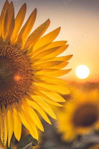 Tramonto in un campo di Girasoli nel bel mezzo della bellissima Toscana, in Italia photo