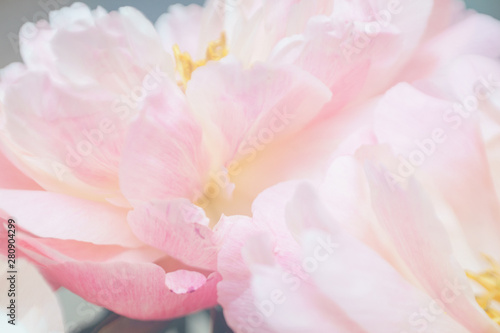 Peonies pastel pink color close-up. Peony petals. © Evgenii Starkov
