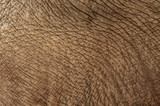 Szczegóły pomarszczonej skóry słonia. 