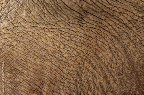 Szczegóły pomarszczonej skóry słonia. 