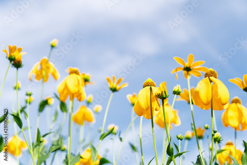 doronikum yellow flowers