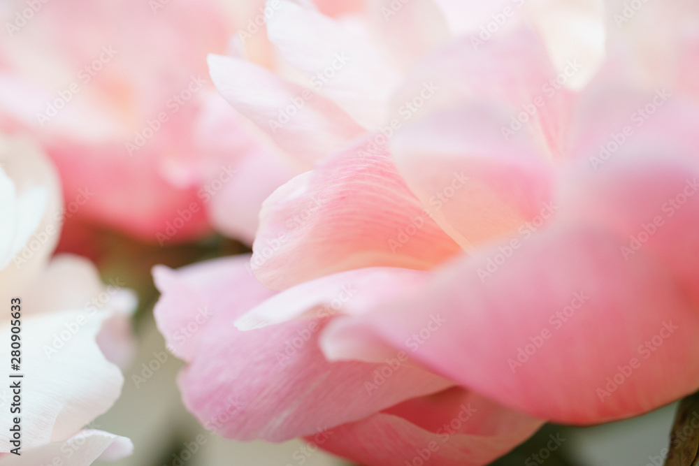 Peonies pastel pink color close-up. Peony petals.