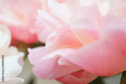 Peonies pastel pink color close-up. Peony petals.