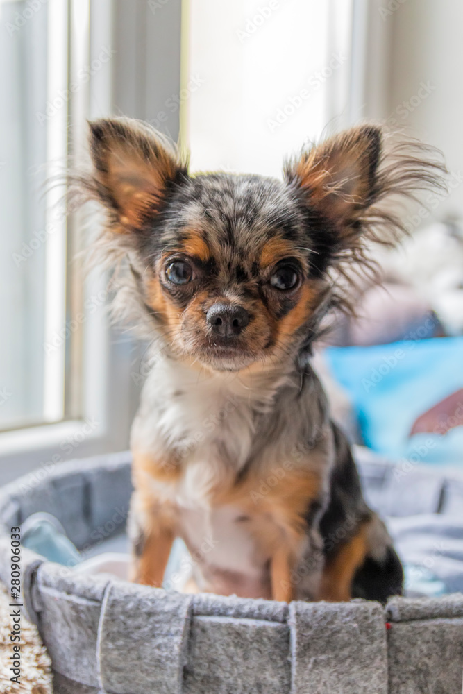 Merle chihuahua cheap