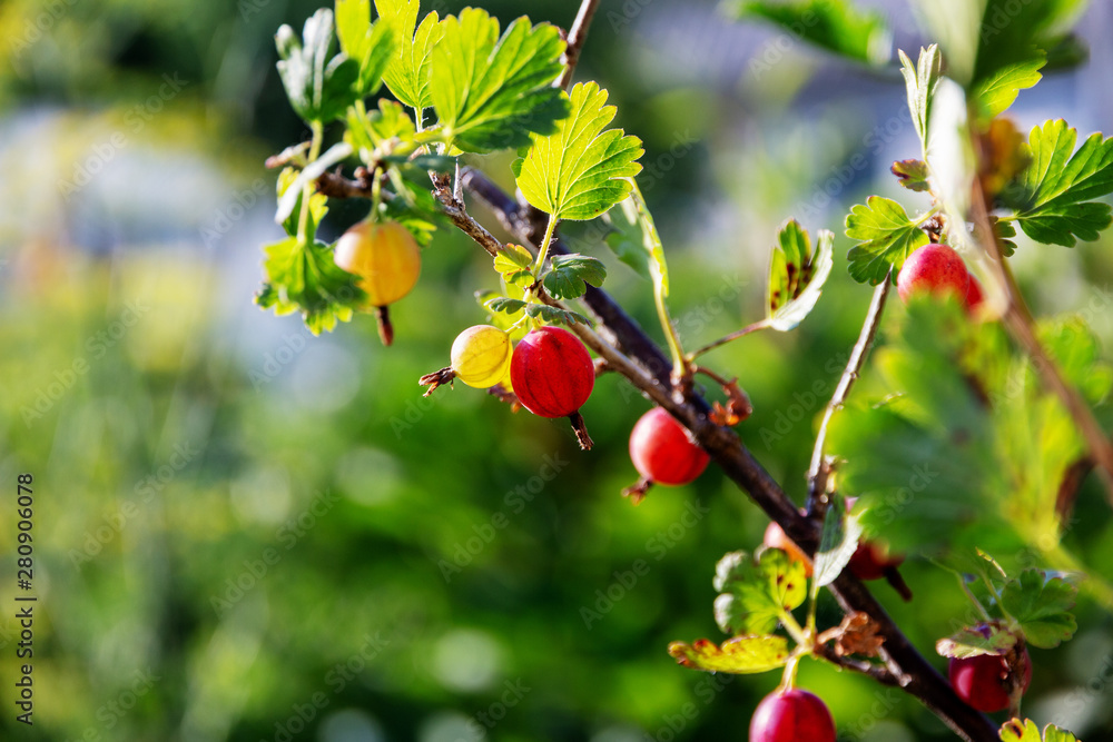 Red and yellow gooseberry berries grow on branch in garden, sunny summer background, banner Red and yellow gooseberry berries grow on branch in garden, sunny summer background, banner