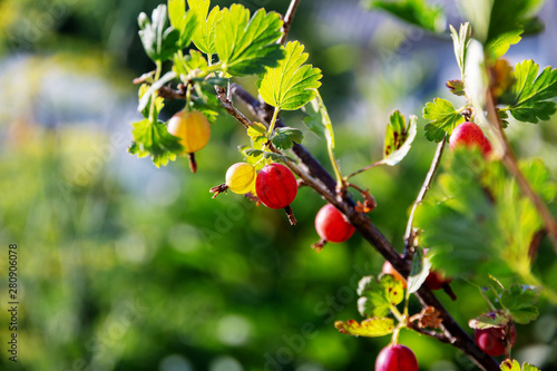 Red and yellow gooseberry berries grow on branch in garden, sunny summer background, banner 