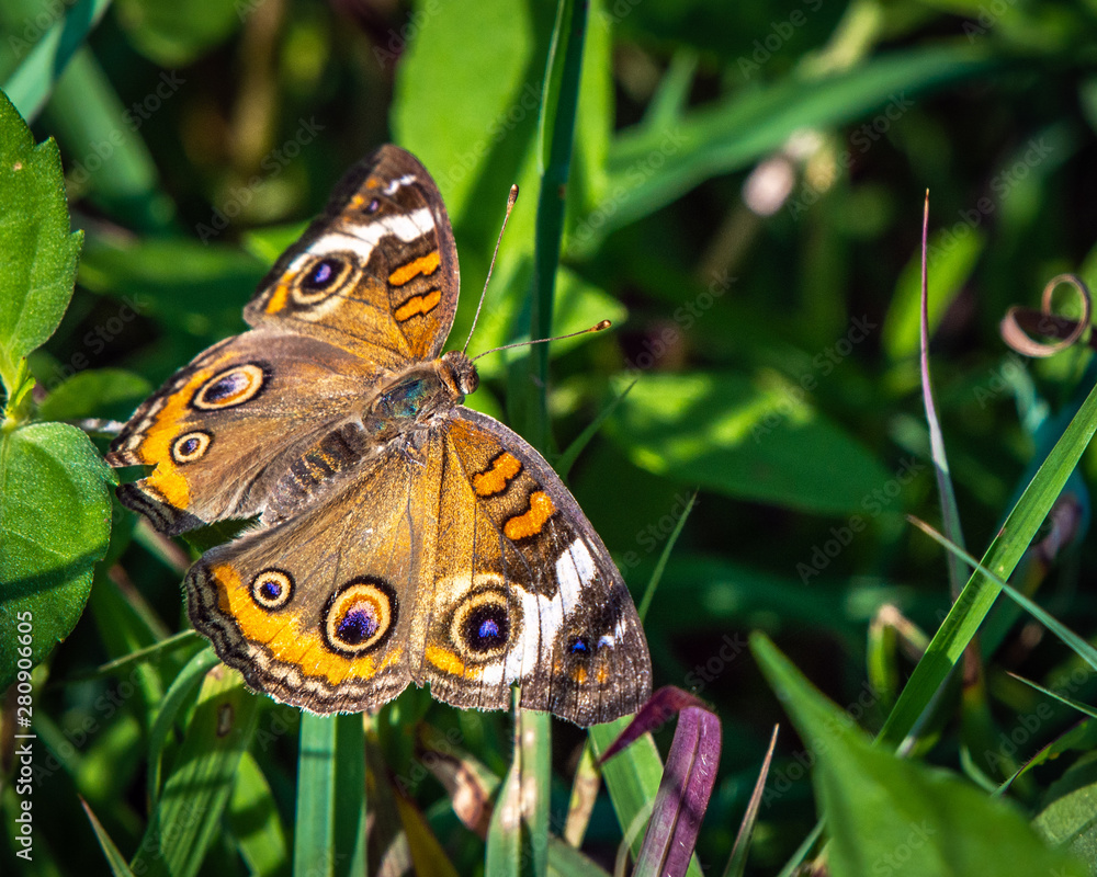 Common Buckeye butterfly resting on a blade of grass! Common Buckeye butterfly resting on a blade of grass!
