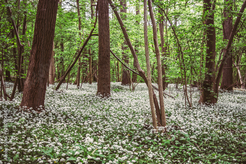 Fototapeta Naklejka Na Ścianę i Meble -  Wild garlic, white flowers growing in a spring forest