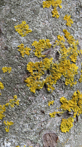 Yellow lichen on the gray tree trunk     