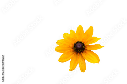 Rudbeckia yellow flower isolated on white background. Selective focus.