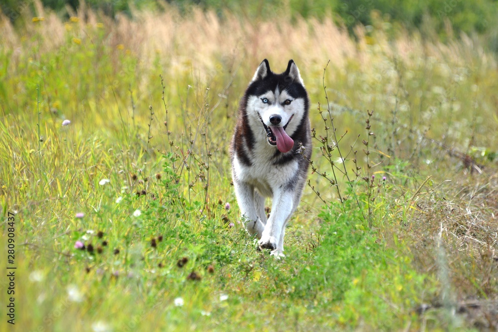black and white Siberian husky on a walk in the field black and white Siberian husky on a walk in the field