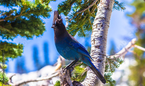Jay in Lassen Volcanic National Park
