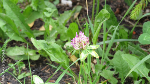 Clover flower close up in summer garden