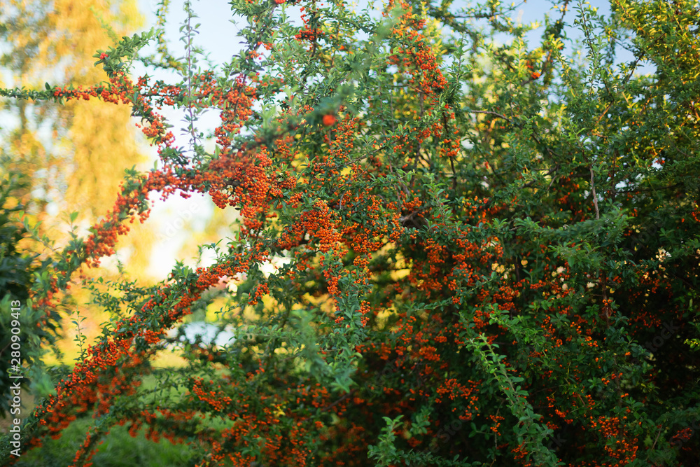 exotic tropical Red berries pyrokanta clusters on the branches