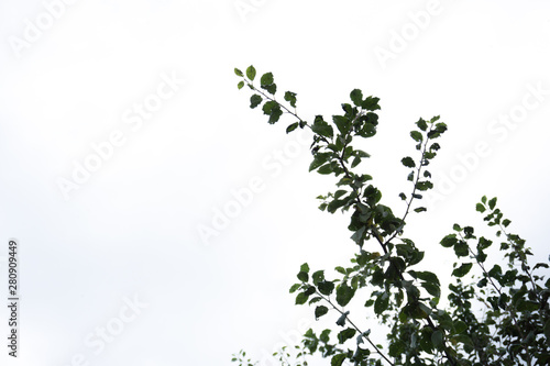 Blätter und Äste eines Zwetschgenbaumes mit hellem Hintergrund