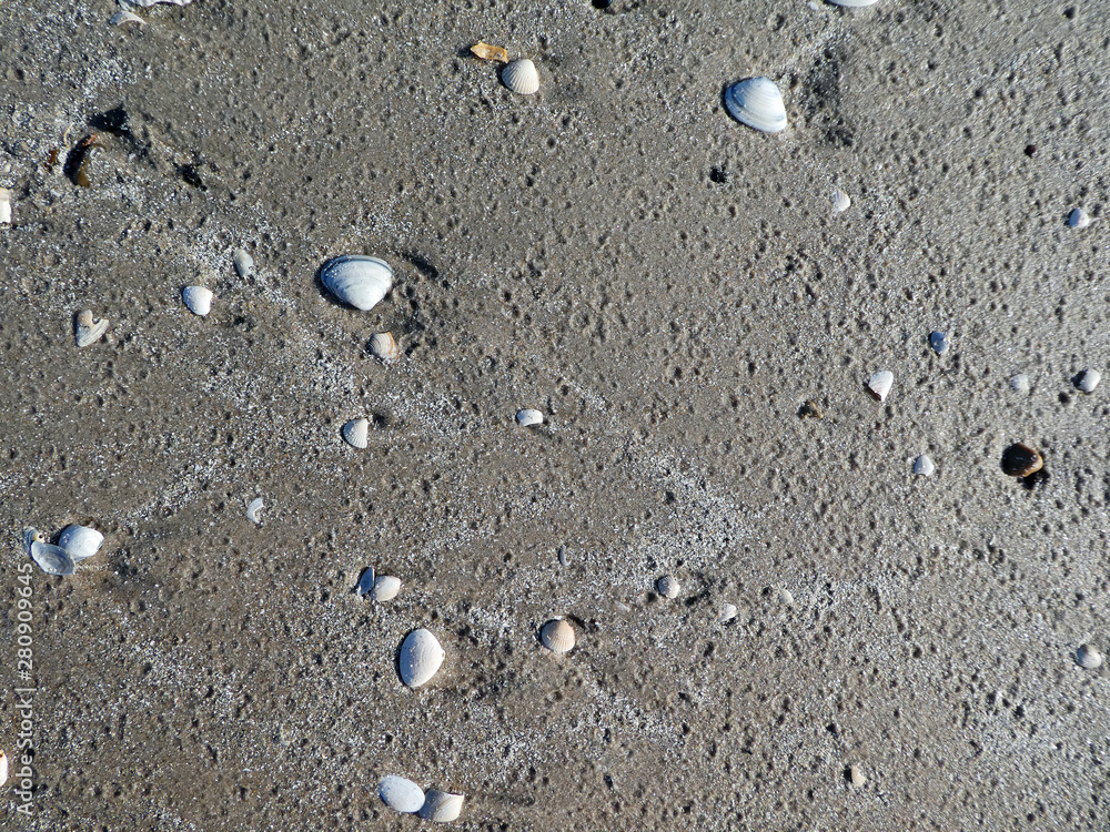 Muscheln am Strand in Dänemark Muscheln am Strand in Dänemark