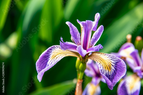 Purple iris flower in summer garden.