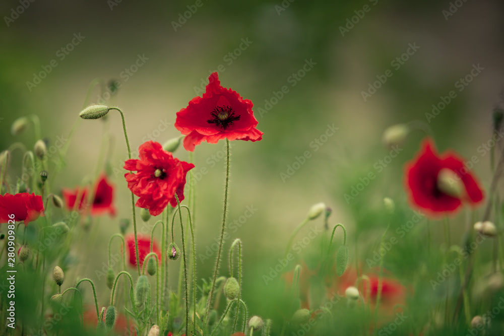 Fototapeta premium Red Poppy Flowers