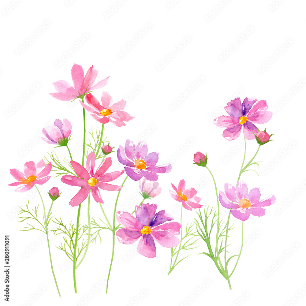 コスモスの花の水彩イラスト Stock イラスト Adobe Stock