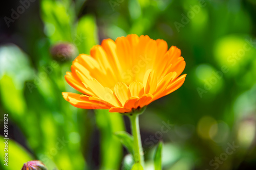 Beautiful orange calendula flower in summer garden  Marigold .