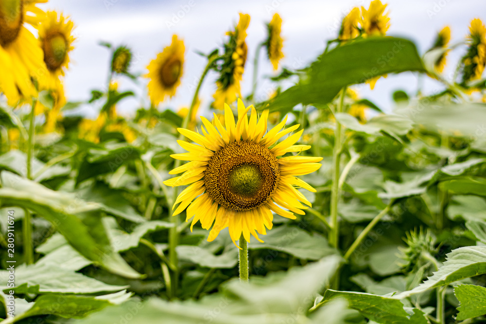 Sunlower in field Sunlower in field