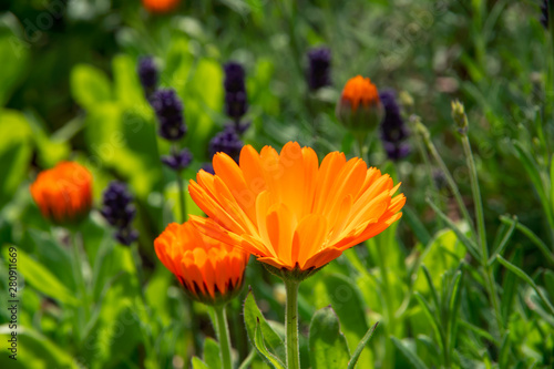 Beautiful orange calendula flower in summer garden  Marigold .