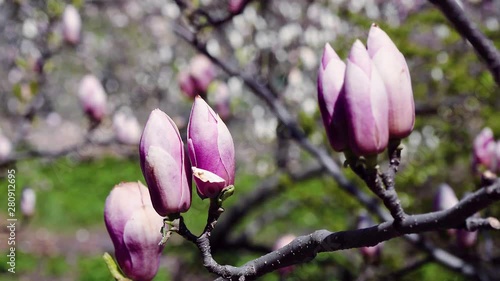 Wallpaper Mural pink magnolia bud, flowers of the pink magnolia, pink magnolia, pink Magnolia flowers on tree branch, Magnolia tree blossom Torontodigital.ca