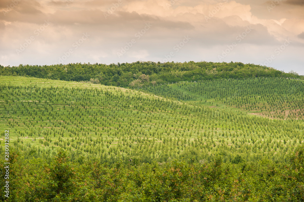 Cherry plantations in eastern Serbia