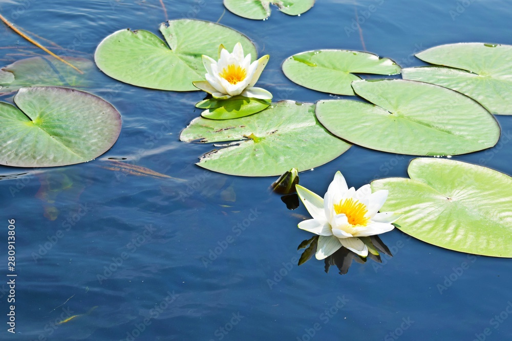 White water Lily in the Summer lake in the open air. White water Lily in the Summer lake in the open air.