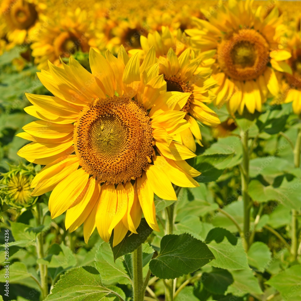 Beautiful,bright sunflower flowers.On a Sunny summer day.