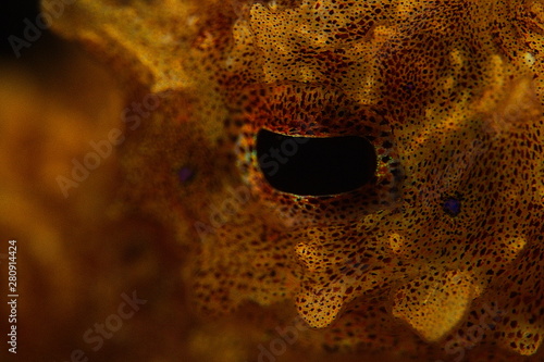 Eye of blueringeld octopus photo