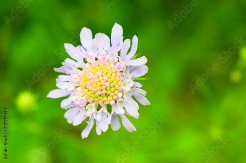 blüte