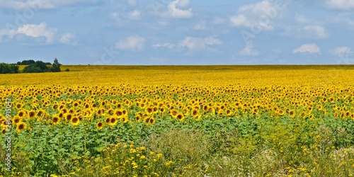 Beautiful bright sunflower flowers.On a Sunny summer day.