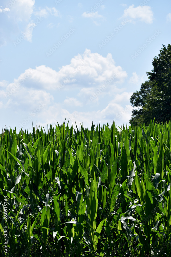 Corn Stalks Growing in a Field Corn Stalks Growing in a Field