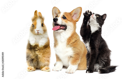 cat and dog and rabbit together on a white background © Happy monkey