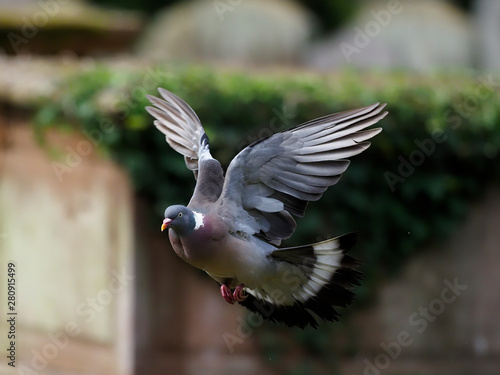 Wood pigeon, Columba palumbus photo