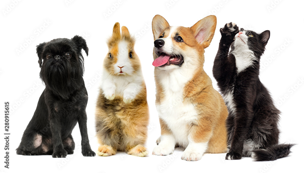 Obraz premium cat and dog and rabbit together on a white background