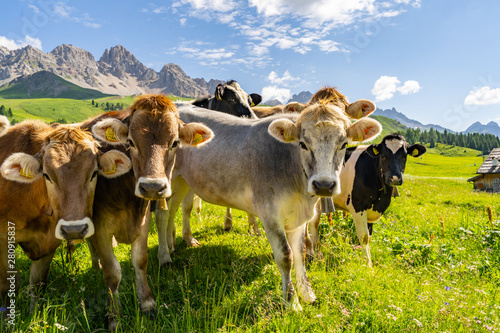Fototapeta Idyllic landscape with herd of cow on pasture
