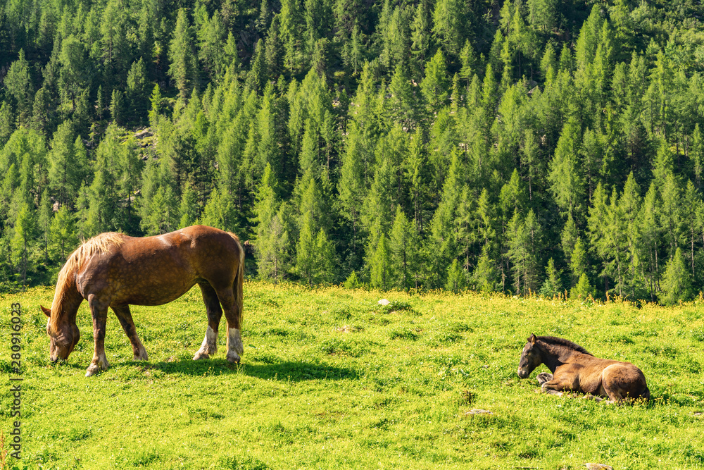 Idyllic Alps with horse grazing on pasture