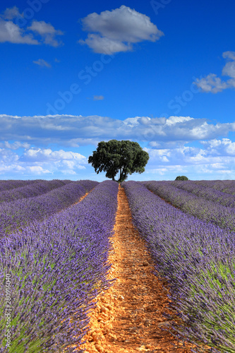 Flowered lavender fields in Brihuega, Guadalajara Spain