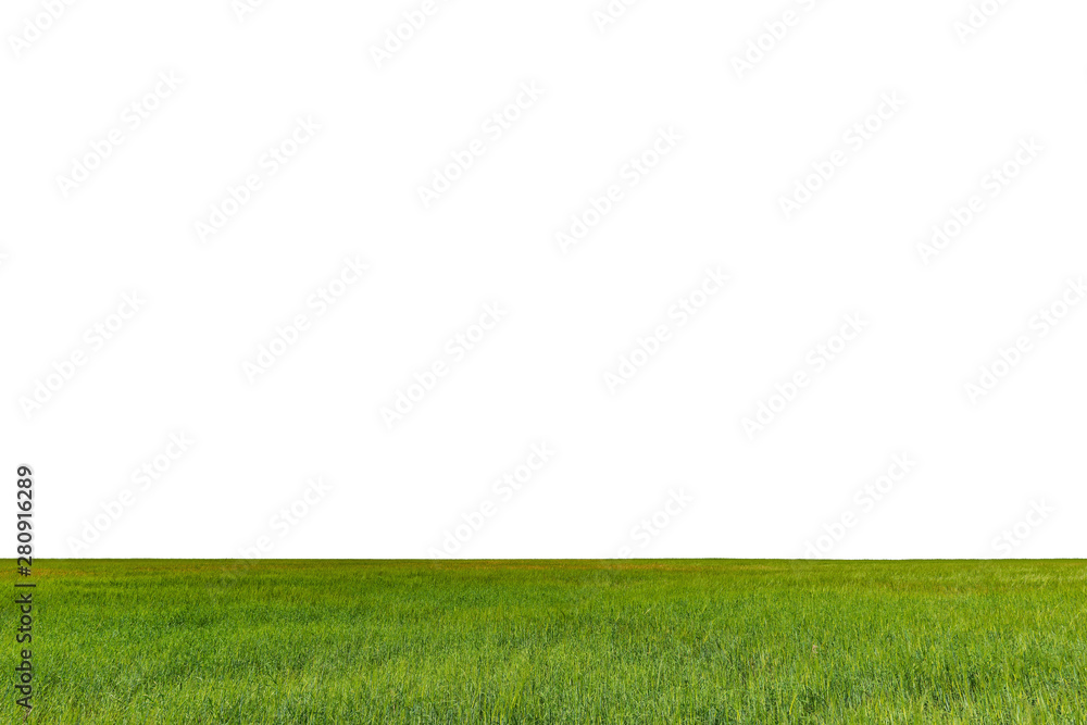 Green field with rye isolated on white background. Green field with rye isolated on white background.
